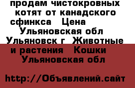 продам чистокровных котят от канадского сфинкса › Цена ­ 5 000 - Ульяновская обл., Ульяновск г. Животные и растения » Кошки   . Ульяновская обл.